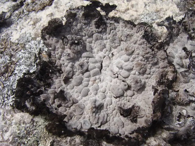 Pęcherzyca nadobna (Lasallia pustulata)