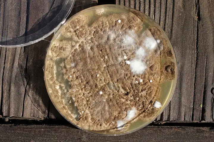 Penicillium brevicompactum