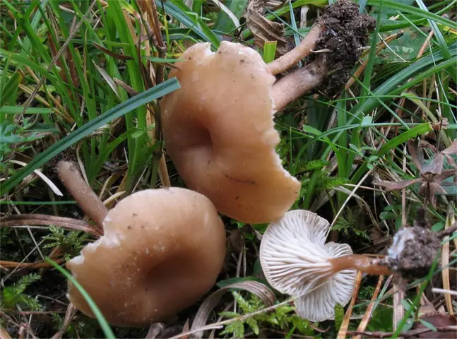 Pępkogrzybówka wapieniolubna (Pseudoomphalina kalchbrenneri)