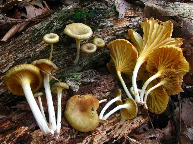Pępnica szarobrązowa (Gerronema strombodes)