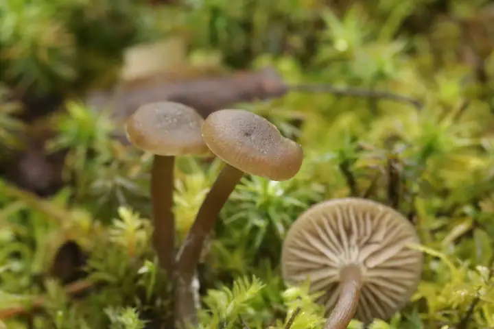 Pępnik gwiaździstozarodnikowy (Omphaliaster asterosporus)