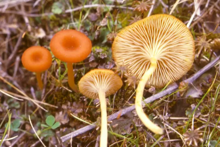 Pępóweczka pomarańczowa (Loreleia postii)