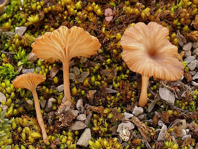 Pępówka kubkowata (Omphalina pyxidata)