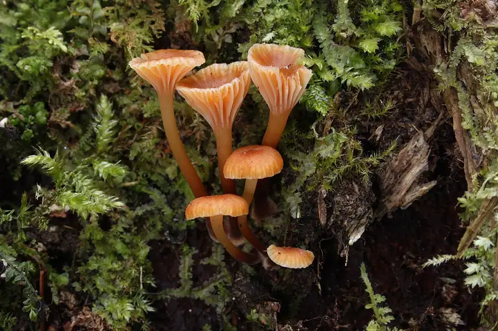Pępowniczka dzwonkowata (Xeromphalina campanella)