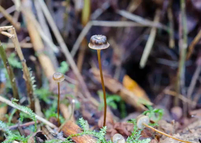 Pępowniczka złotobrzega (Xeromphalina picta)