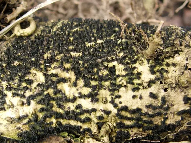 Peroneutypa scoparia