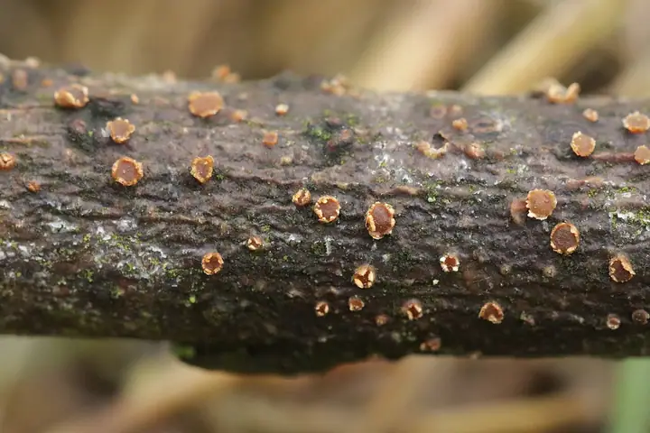 Pezicula ocellata