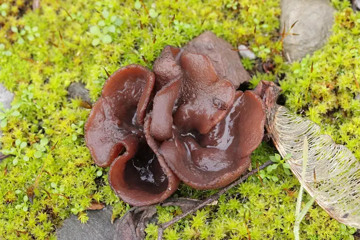 Peziza boltonii