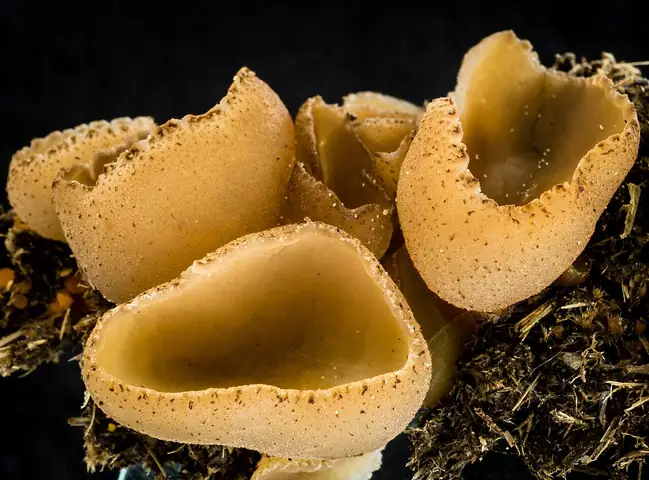 Peziza fimeti