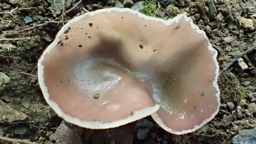 Peziza howsei