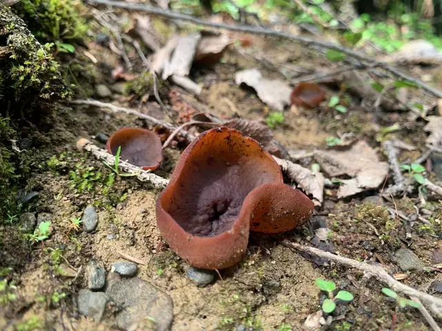 Peziza limnaea