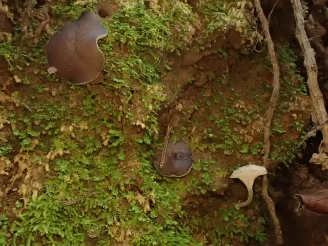 Peziza lividula