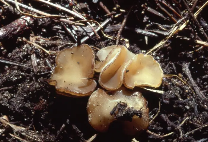 Peziza natrophila