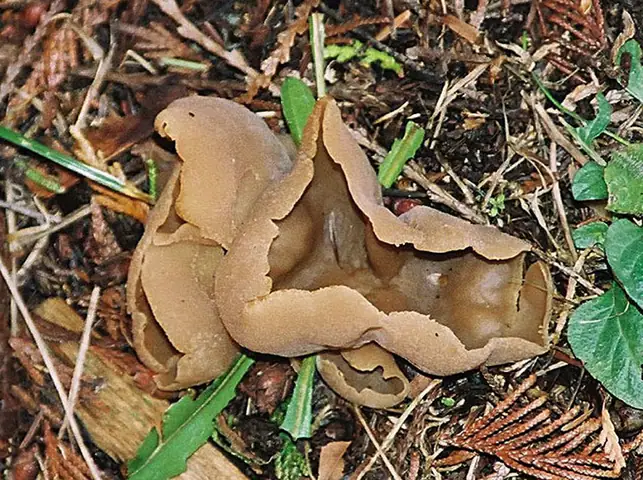 Peziza petersii