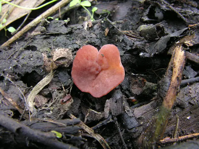 Peziza subisabellina