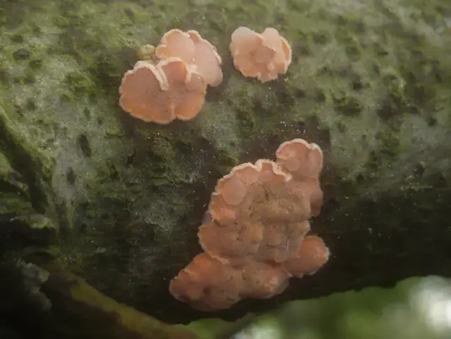 Phaeotremella mycophaga