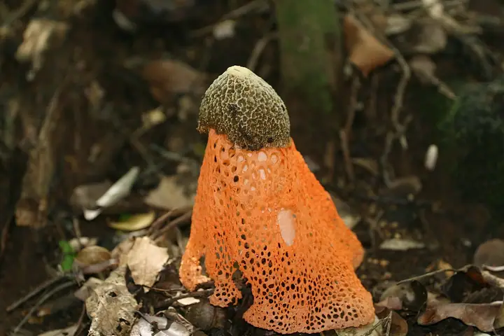 Phallus multicolor
