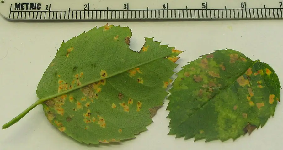 Phragmidium tuberculatum
