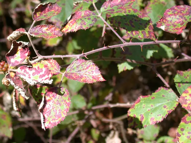 Phragmidium violaceum