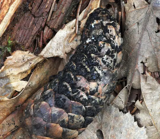Phragmotrichum chailletii