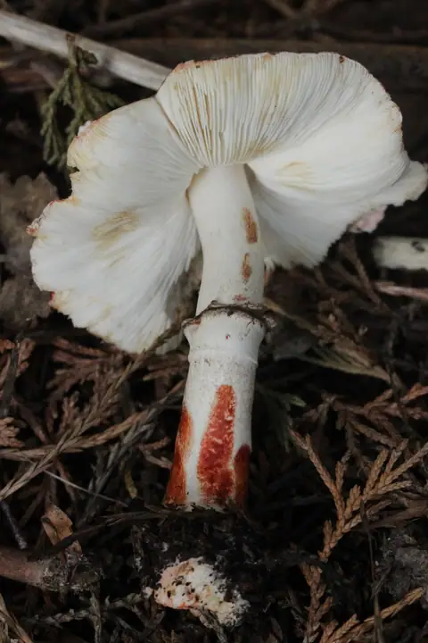 Pieczareczka czerwieniejąca (Leucocoprinus badhamii)
