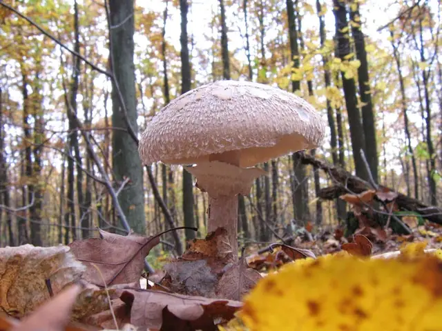 Pieczareczka żółknąca (Leucoagaricus nympharum)