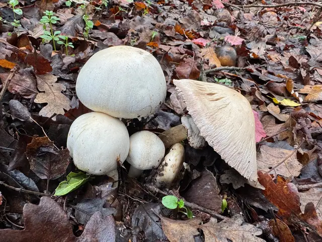 Pieczarka biaława (Agaricus arvensis)