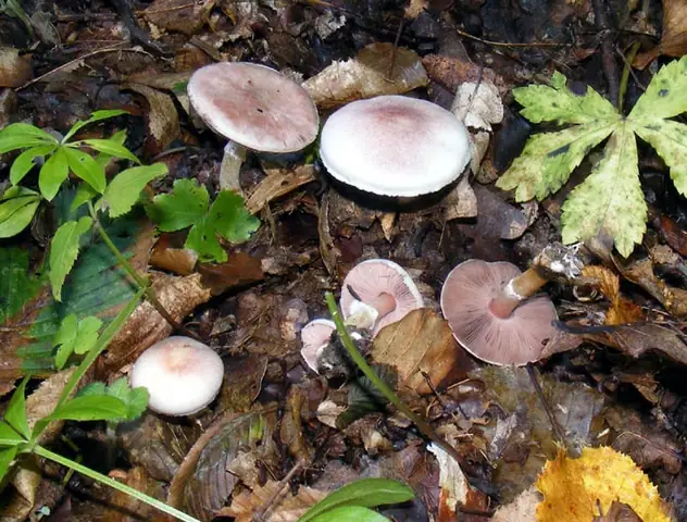 Pieczarka bladopurpurowa (Agaricus dulcidulus)