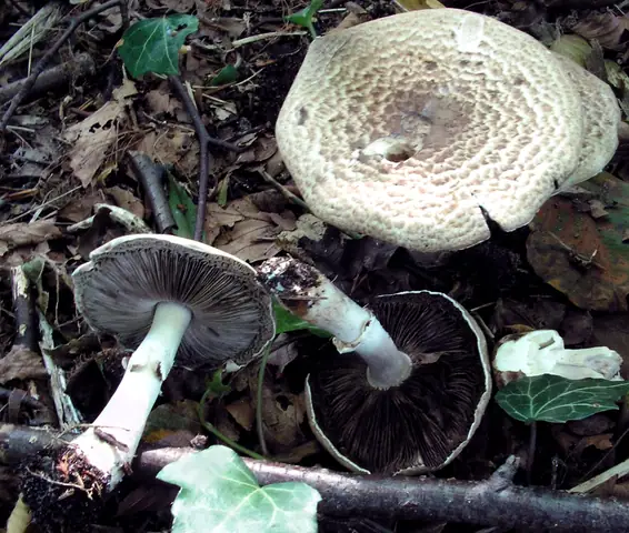Pieczarka brązowoplamista (Agaricus impudicus)
