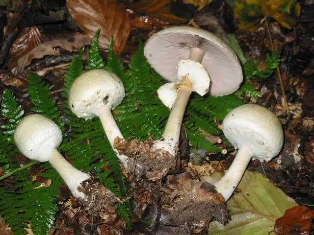 Pieczarka bulwiasta (Agaricus silvicola)