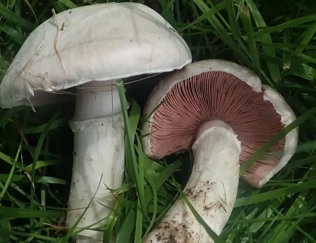 Pieczarka długotrzonowa (Agaricus altipes)