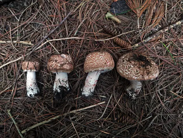 Pieczarka drobnołuskowa (Agaricus benesii)