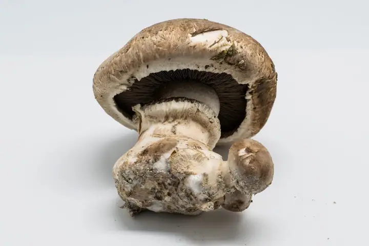 Pieczarka dwuzarodnikowa (Agaricus bisporus)