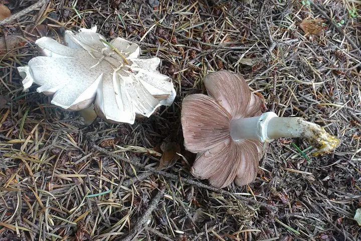 Pieczarka karbolowa (Agaricus xanthodermus)