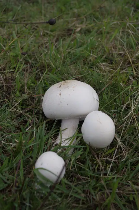 Pieczarka kosmatotrzonowa (Agaricus excellens)