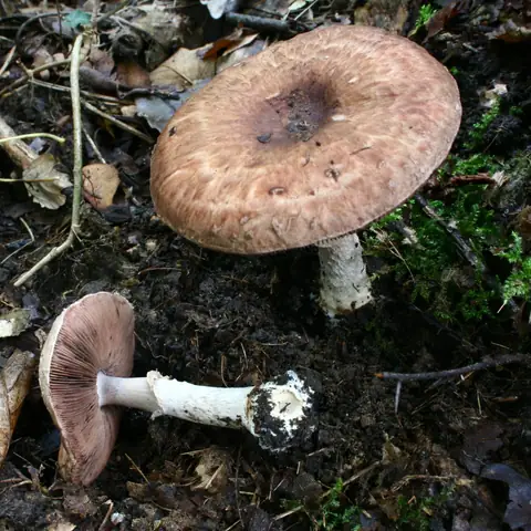 Pieczarka krótkotrzonowa (Agaricus lanipes)