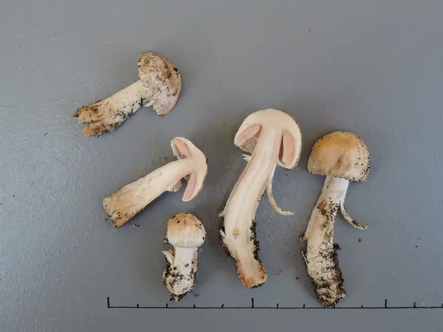 Pieczarka krynolinowa (Agaricus depauperatus)