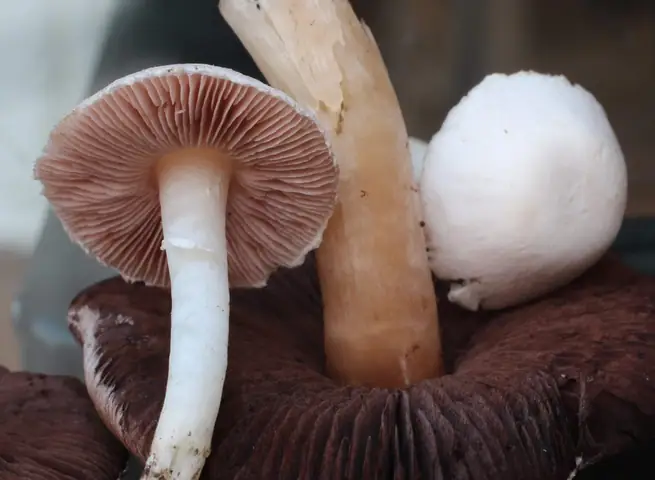 Pieczarka malutka (Agaricus comtulus)