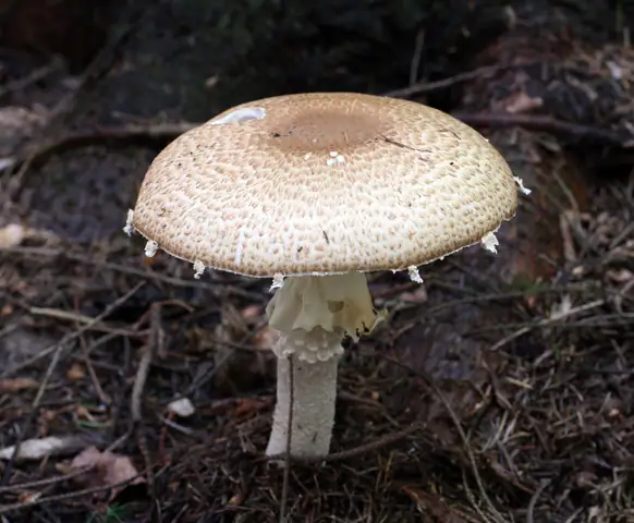 Pieczarka okazała (Agaricus augustus)