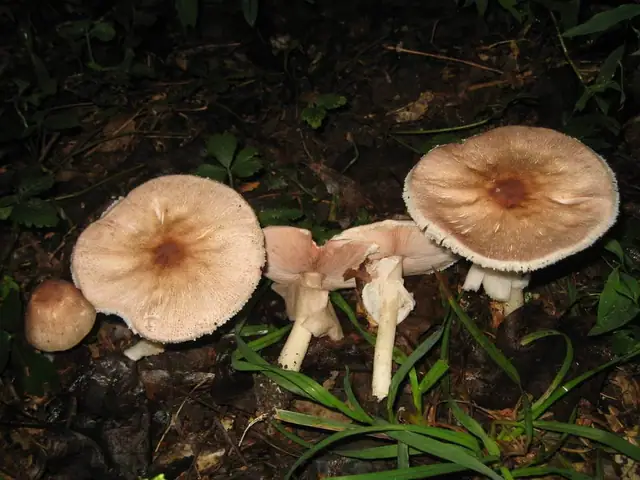 Pieczarka płaska (Agaricus placomyces)