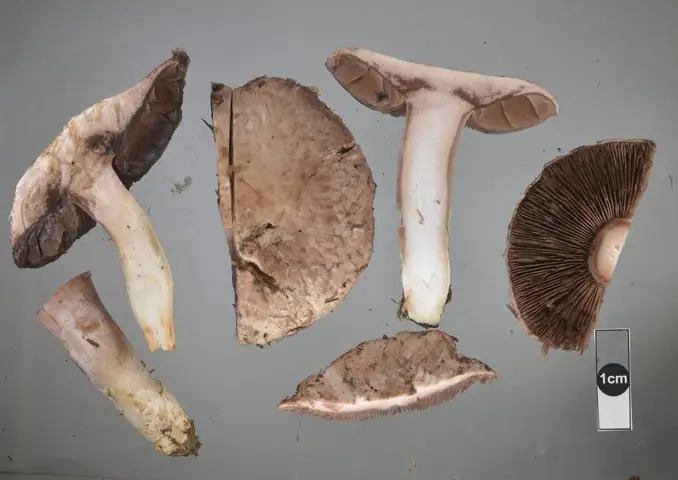 Pieczarka purpurowobrązowa (Agaricus cupreobrunneus)