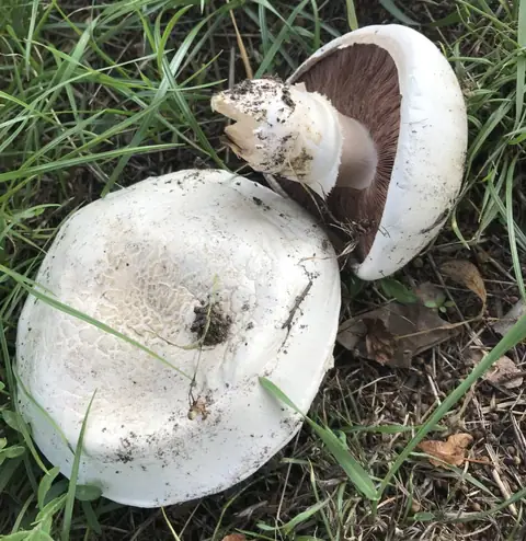 Pieczarka słomkowożółta (Agaricus urinascens)