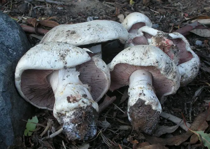 Pieczarka solniskowa (Agaricus bernardii)