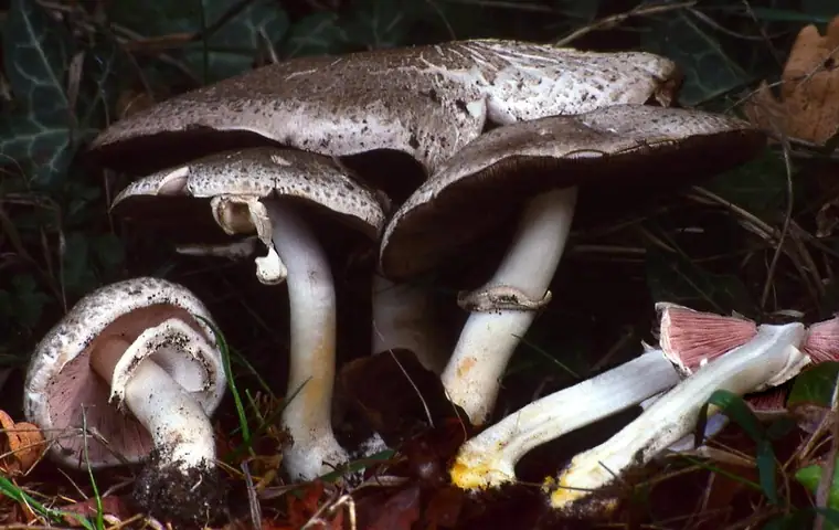 Pieczarka szarołuskowa (Agaricus moelleri)