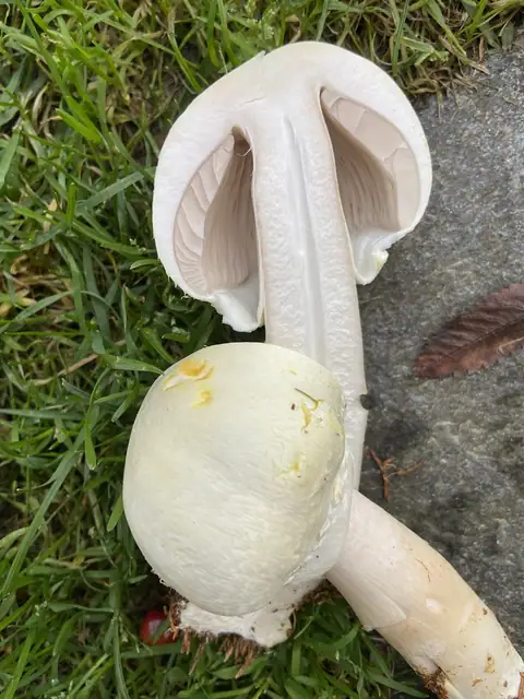 Pieczarka wielkozarodnikowa (Agaricus macrocarpus)