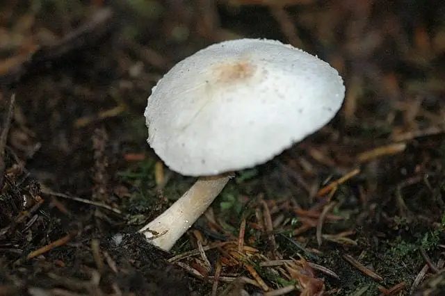 Pieczarka winnoczerwona (Agaricus semotus)