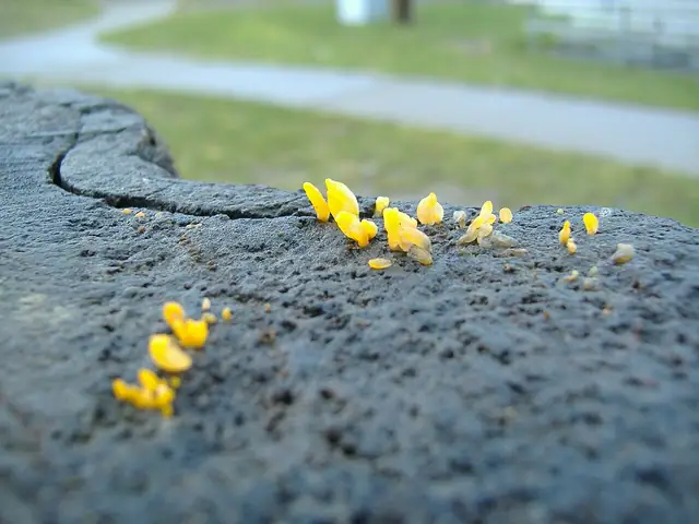 Pięknoróg językowaty (Calocera glossoides)