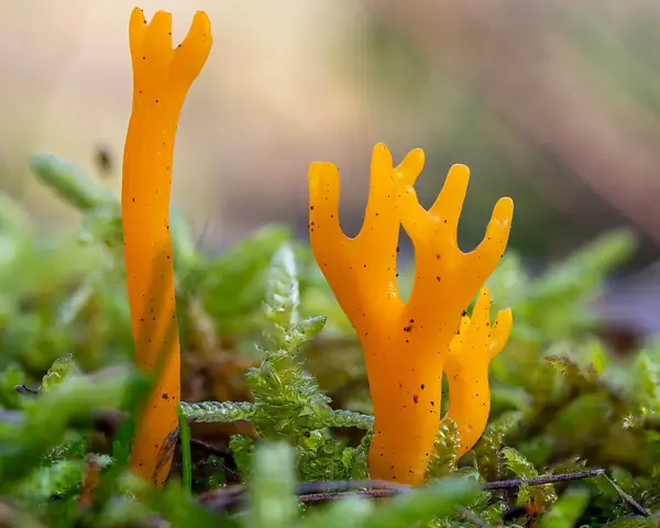 Pięknoróg największy (Calocera viscosa)