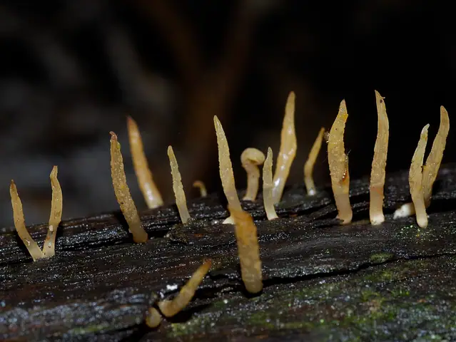 Pięknoróg szydłowaty (Calocera cornea)