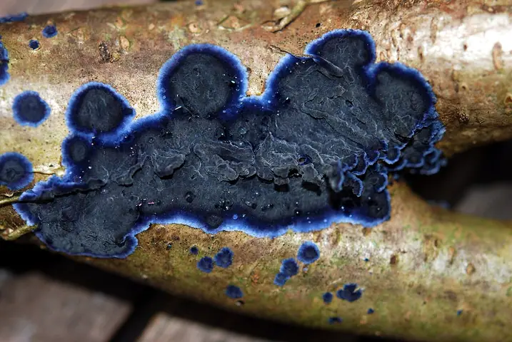 Pięknoskórnik modry (Terana caerulea)